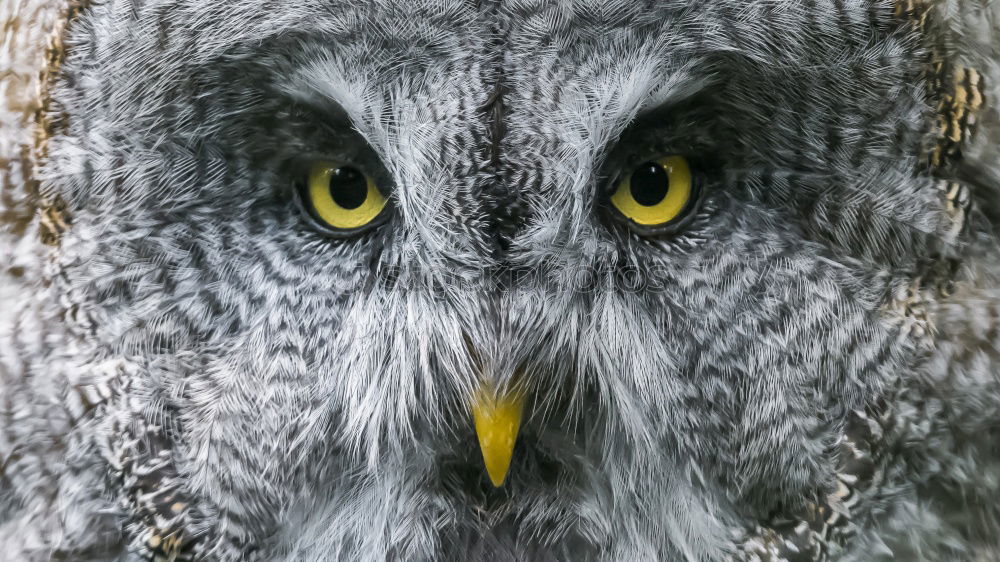 Similar – Snowy owl face III