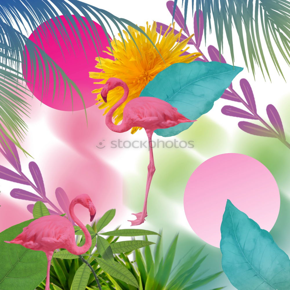 Similar – Hibiscus, rose mallow,