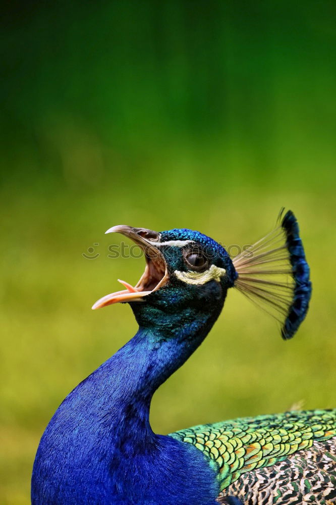 Similar – Image, Stock Photo the catch Animal Bird 1