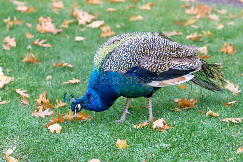 Similar – peacock Peacock Bird