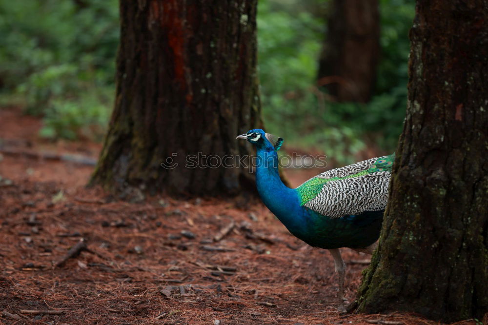 Similar – Foto Bild Schönheit in Blau Pfau