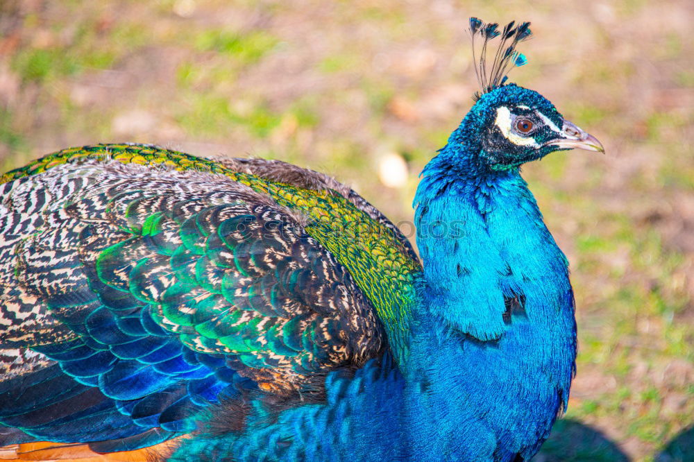 Similar – Image, Stock Photo Peacock male Elegant