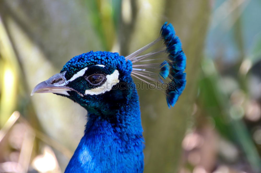 Similar – Image, Stock Photo blue Beautiful Animal