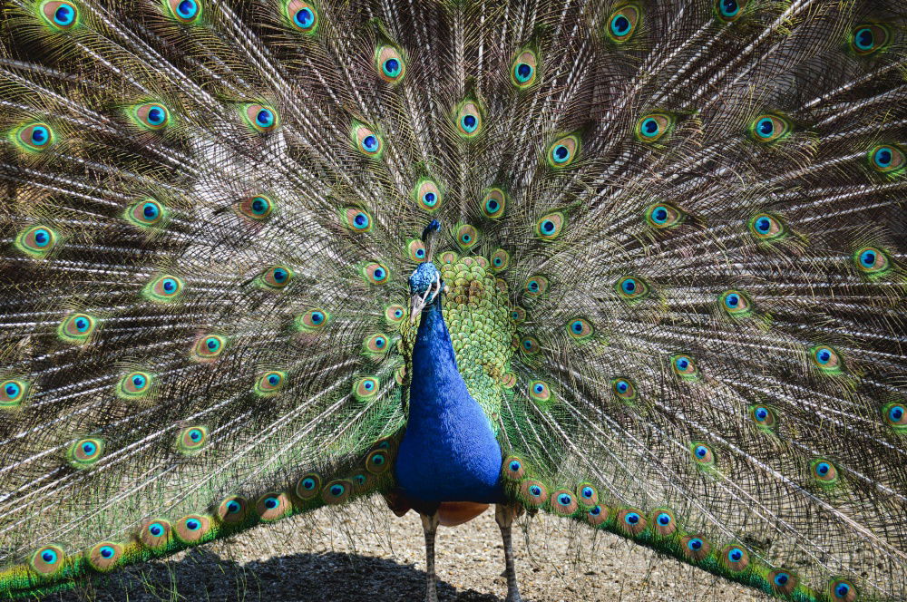 Image, Stock Photo Such a peacock Animal