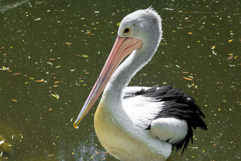 Similar – portrait of a white pelican