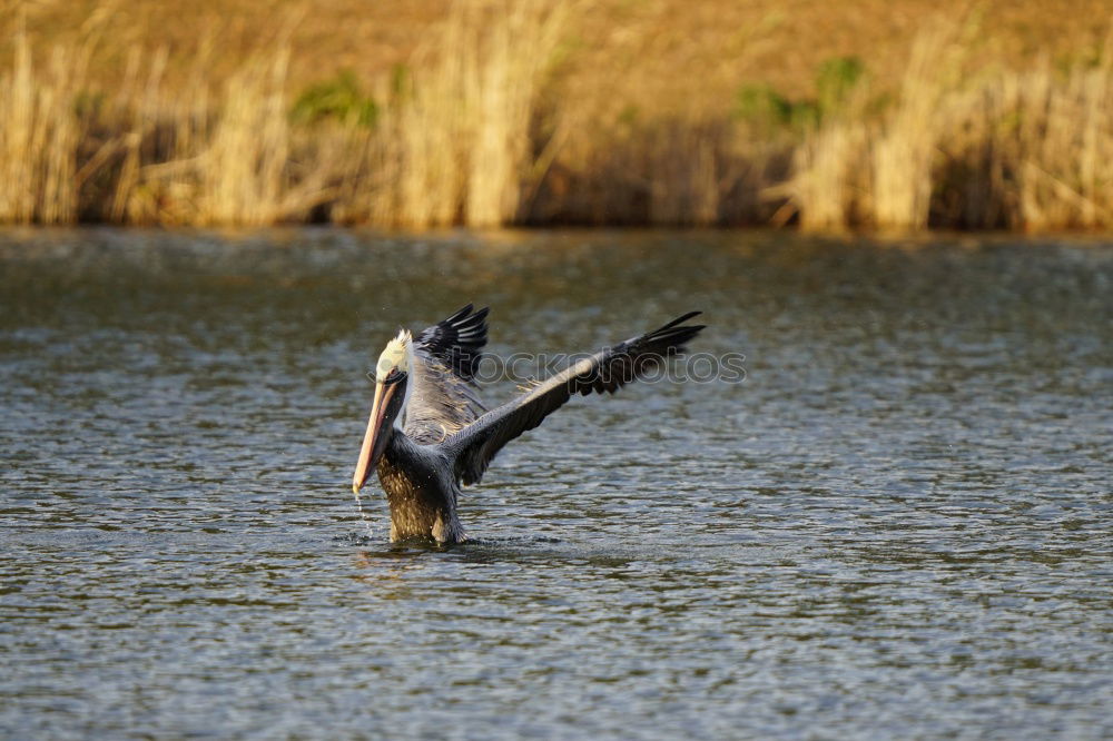 Similar – Foto Bild Aqua Aerobic I Farbfoto