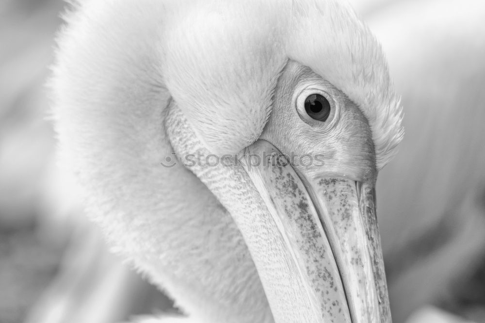 Similar – Image, Stock Photo great pelican preening