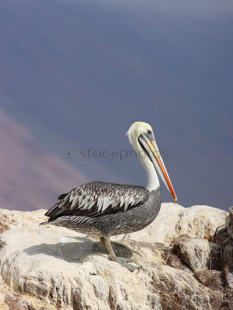 Image, Stock Photo majesty Nature Animal Sky