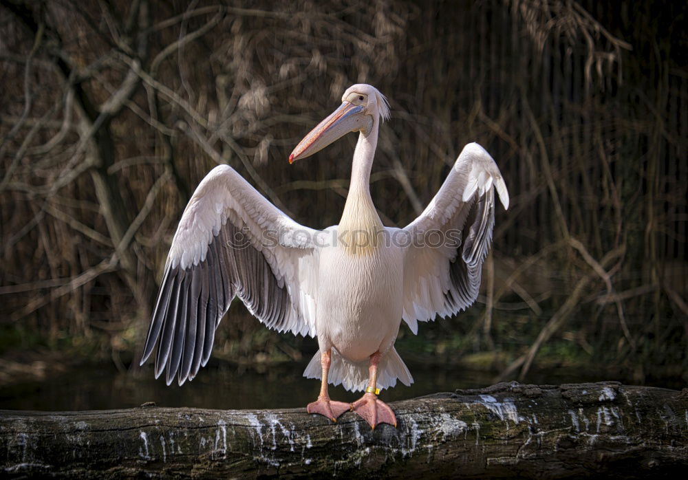 Similar – Cleaning again Nature