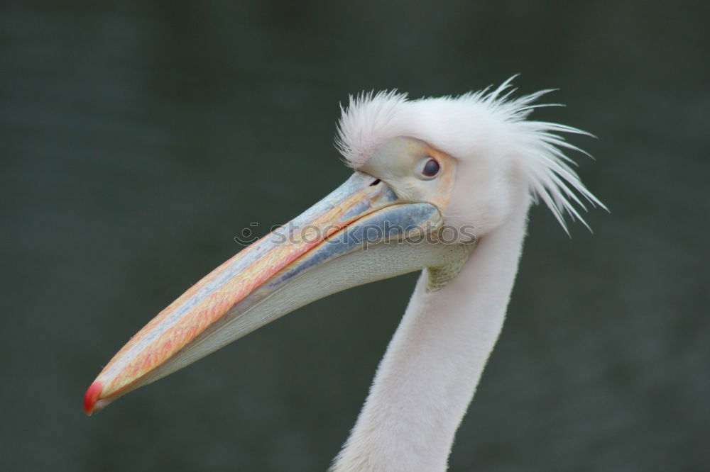 Similar – portrait of a white pelican