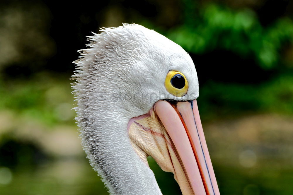 Similar – portrait of a white pelican