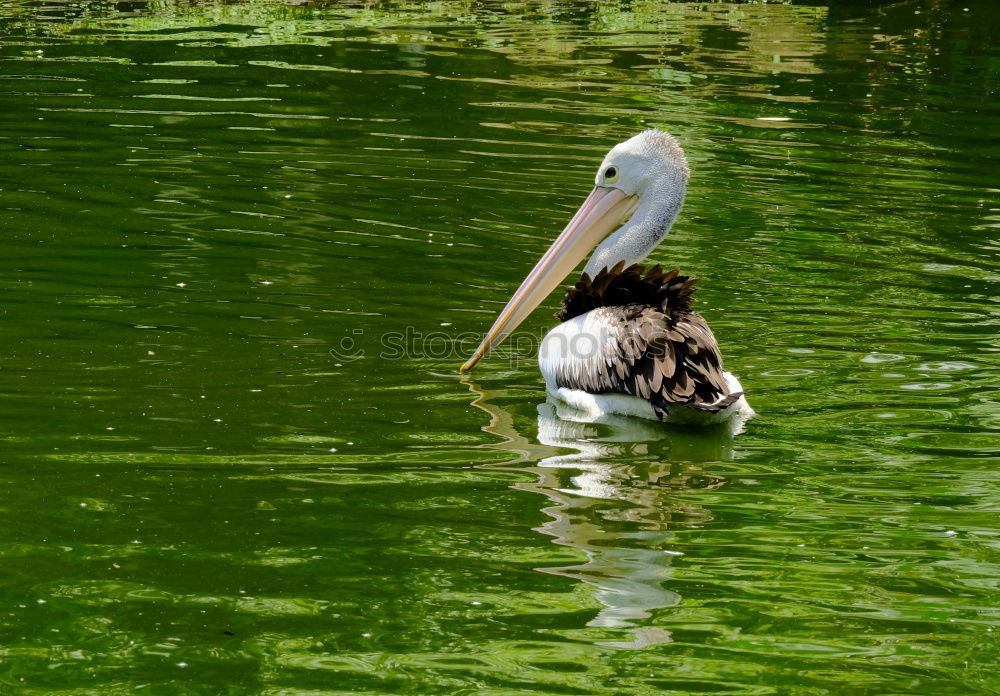 Similar – Image, Stock Photo I gotta go! Environment