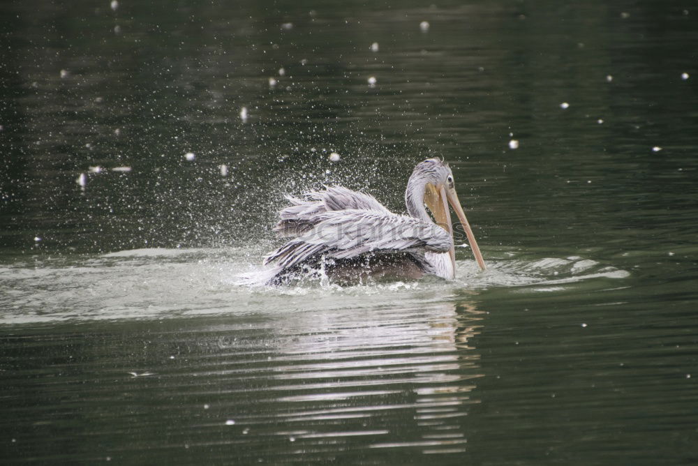 Similar – Tail in the air Water Pond