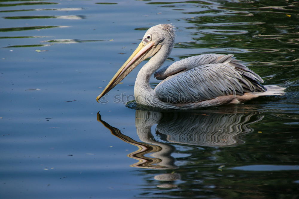 Similar – Image, Stock Photo pelican Florida Zoo animal