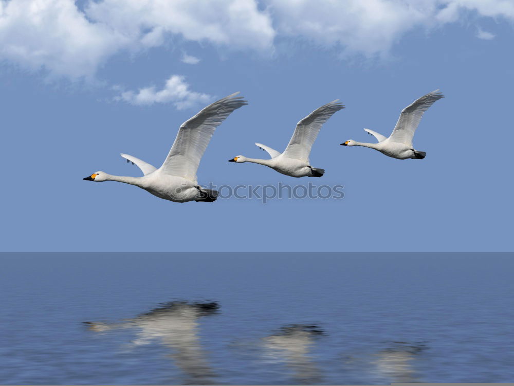 Similar – Image, Stock Photo formation flight Animal