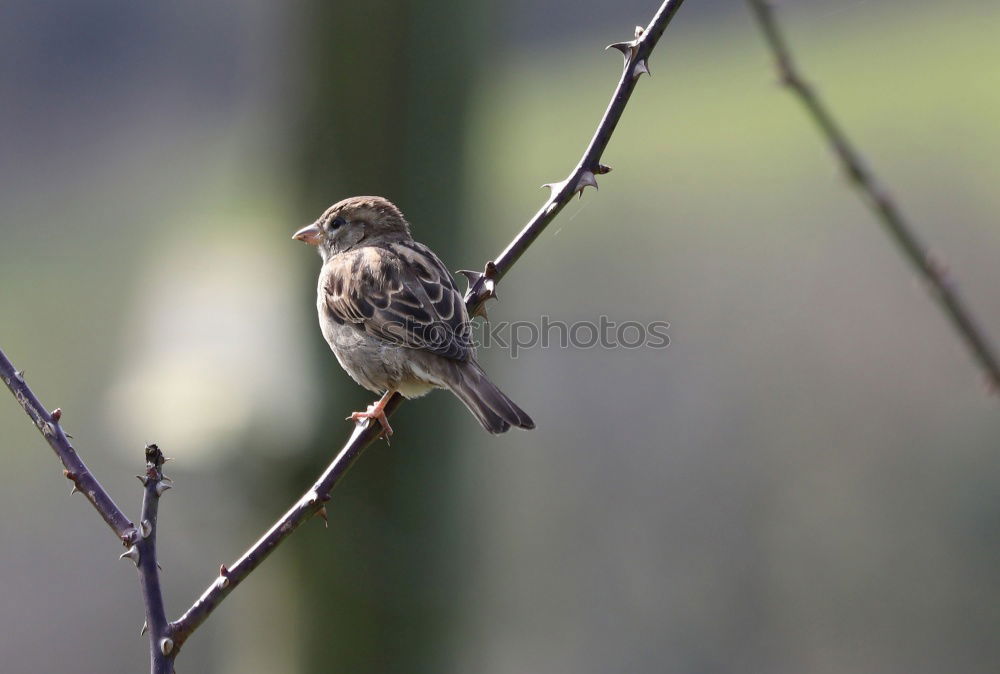 Similar – sparrow in a bush