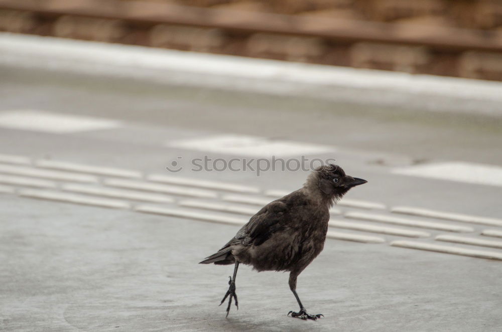 Image, Stock Photo A bird sits on a roof and looks. Flutebird, known for its attacks on humans. It has the ability to imitate voices. Queensland / Australia