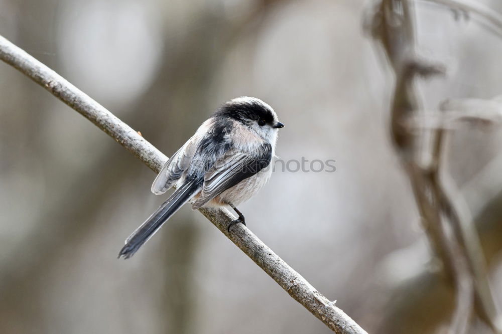Similar – Image, Stock Photo Chaffinch sits on a branch and looks at the camera