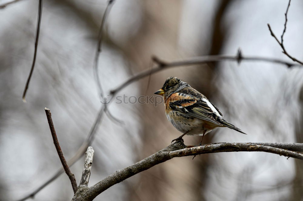 Similar – Image, Stock Photo Thrush in a berry bush