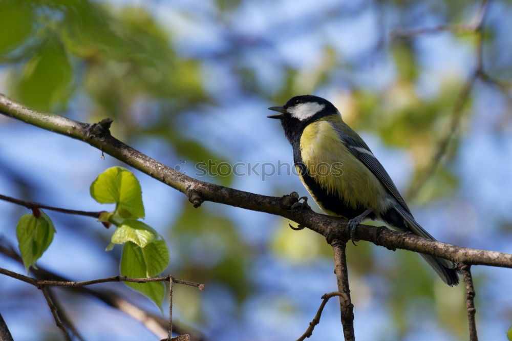 Similar – Image, Stock Photo titmouse spring