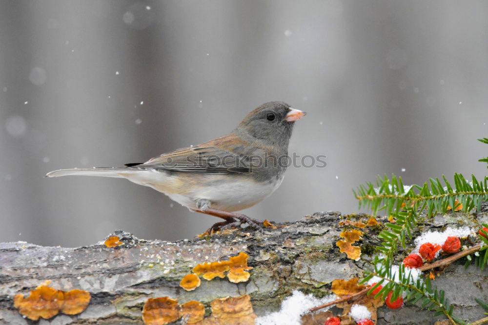 Big sparrow in autumn leaves