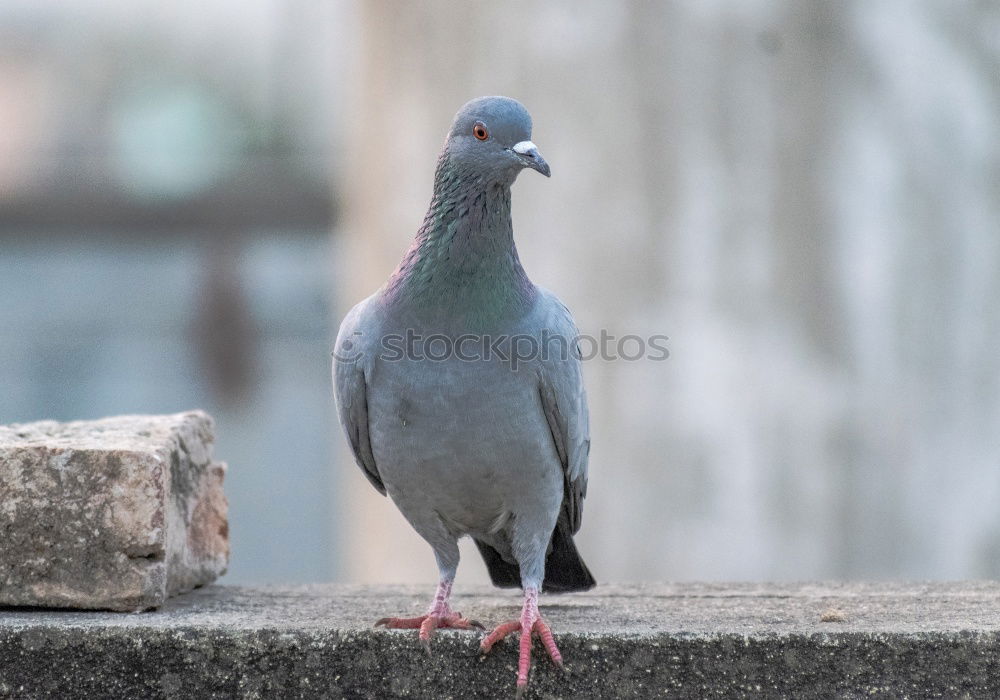 Similar – Image, Stock Photo A bird sits on a roof and looks. Flutebird, known for its attacks on humans. It has the ability to imitate voices. Queensland / Australia