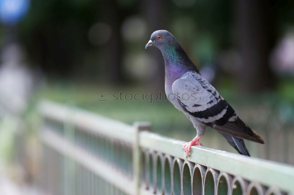 Similar – Image, Stock Photo A bird sits on the roof groove just before flying away, a flute bird, known for its attacks on people. It has the ability to imitate voices. Queensland / Australia