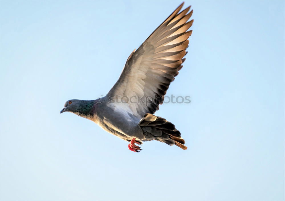 Similar – Image, Stock Photo Pigeon Beautiful Freedom