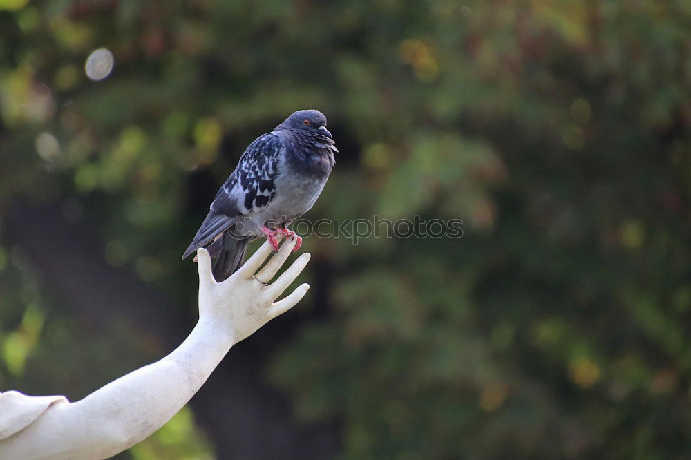 Similar – Taube Tier Vogel 1 sitzen