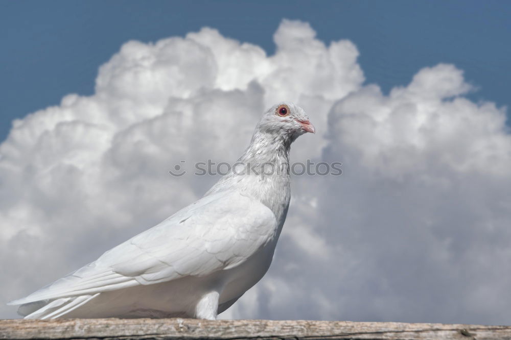 Similar – goodbye blue sky Seagull