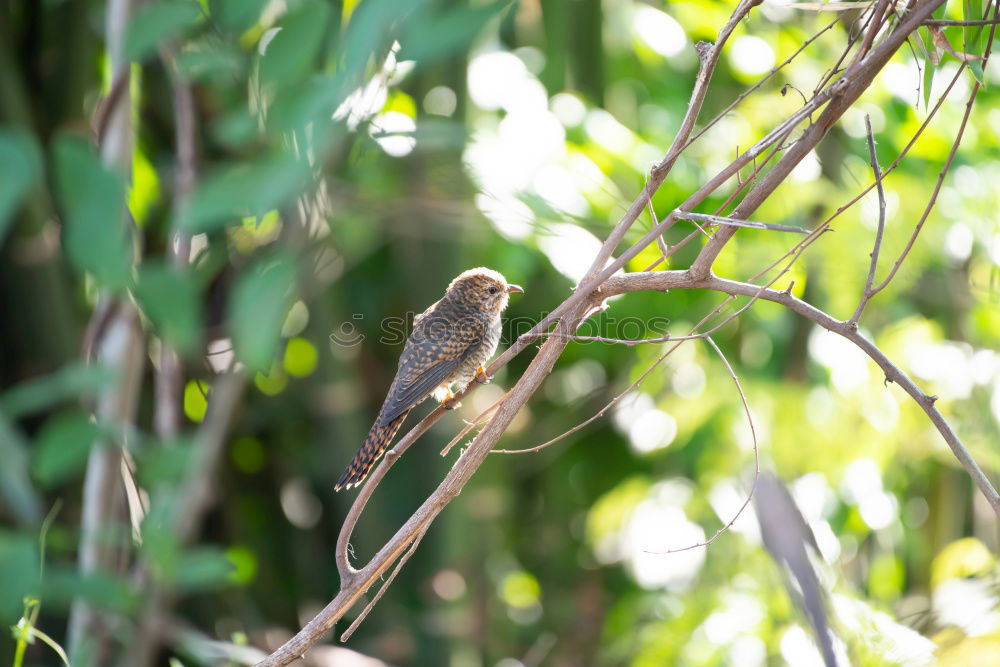 Similar – Image, Stock Photo Sombre Greenbul Freedom