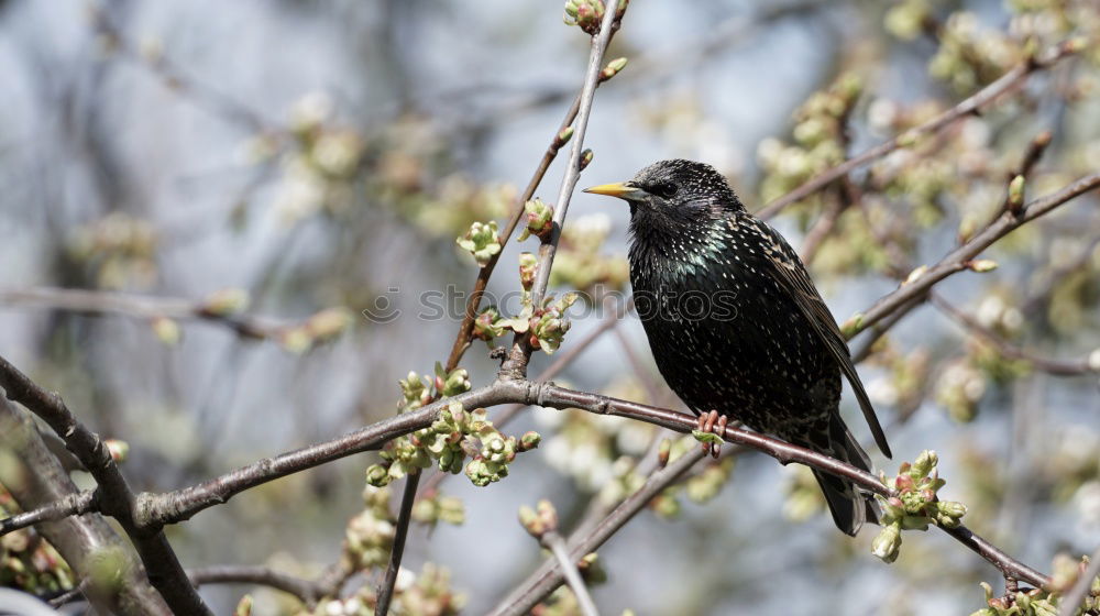 Similar – Image, Stock Photo Blackbird in a tree Fruit