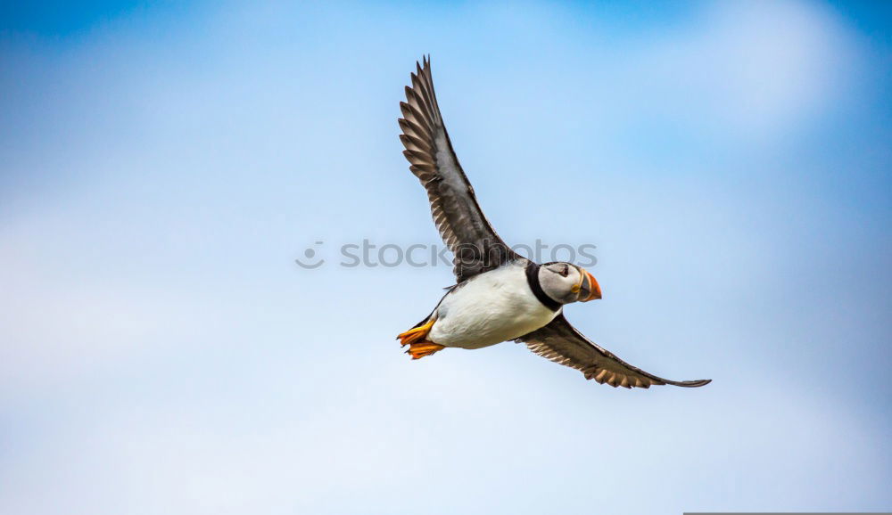 Similar – Image, Stock Photo Pigeon Beautiful Freedom