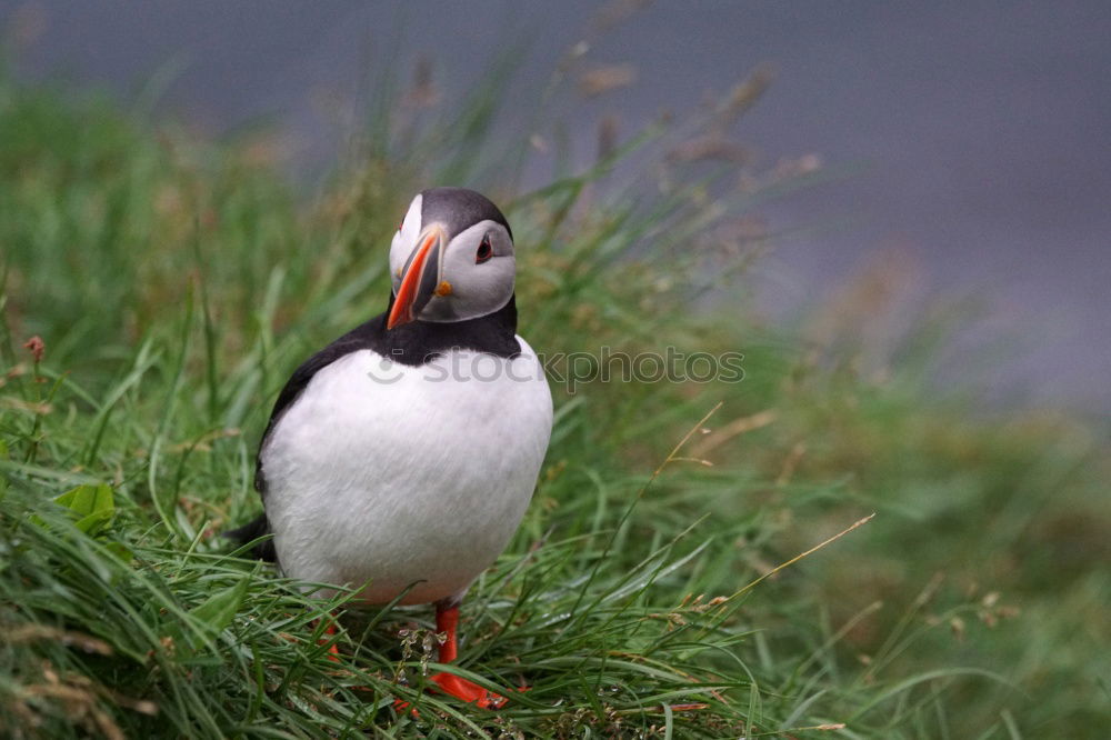 Similar – Puffin ~O~ Meadow Coast