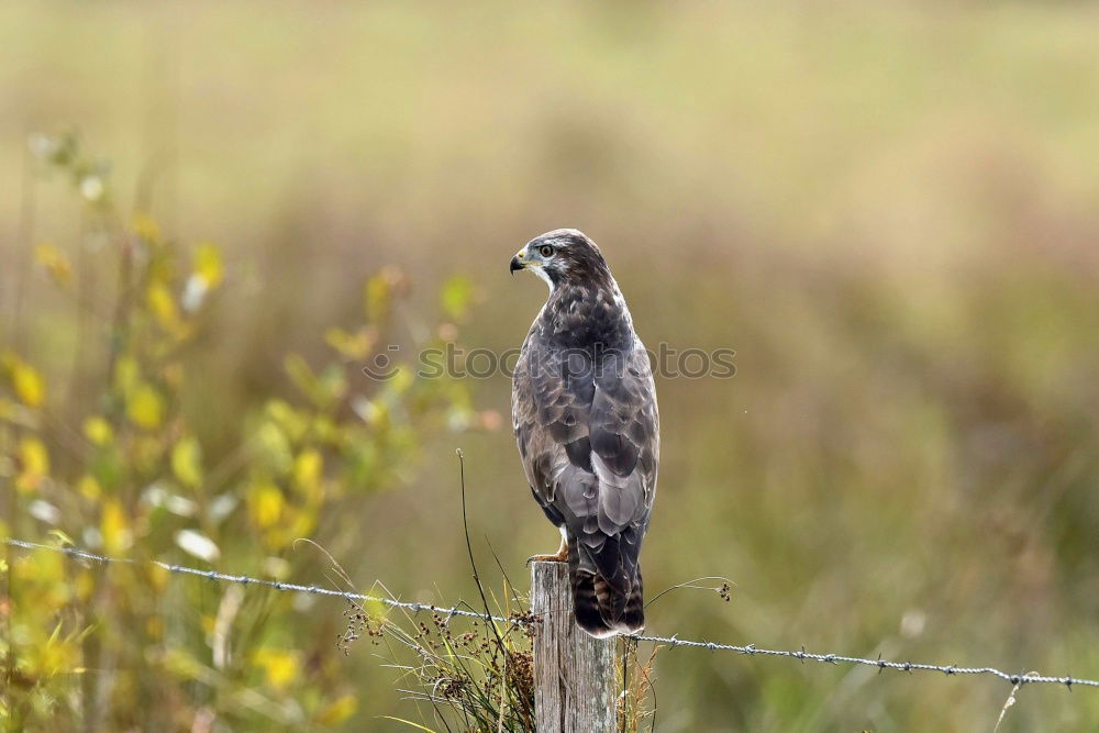 Similar – Raven Crow Fog Crow (Corvus corone cornix)