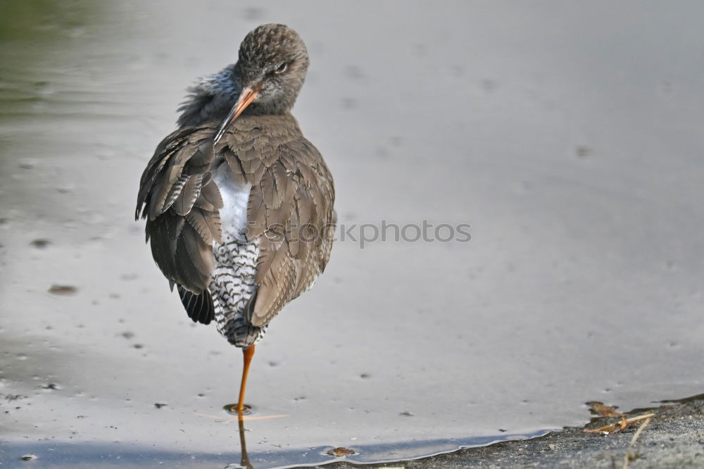 Similar – Image, Stock Photo grey heron Environment