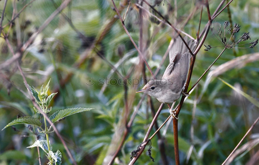 Similar – ground mouse Town Street