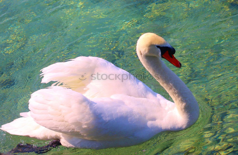 Similar – Image, Stock Photo Storm warning!!! Swan