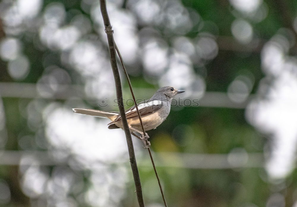 Image, Stock Photo Nuthatch with food at the nest box. In this particular case, a queen ant is brought into the nest box of the nuthatch family and suffers a gruesome fate.