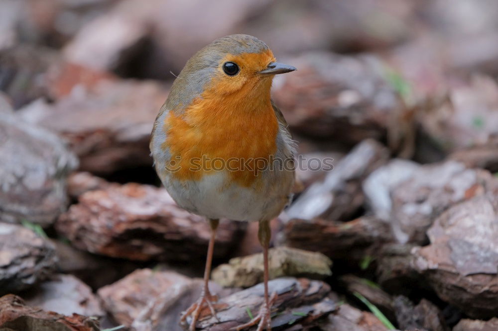 Similar – Image, Stock Photo Robin in the rain