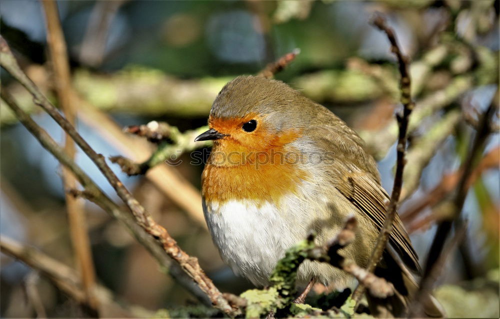 Similar – Image, Stock Photo rest Robin redbreast Bird