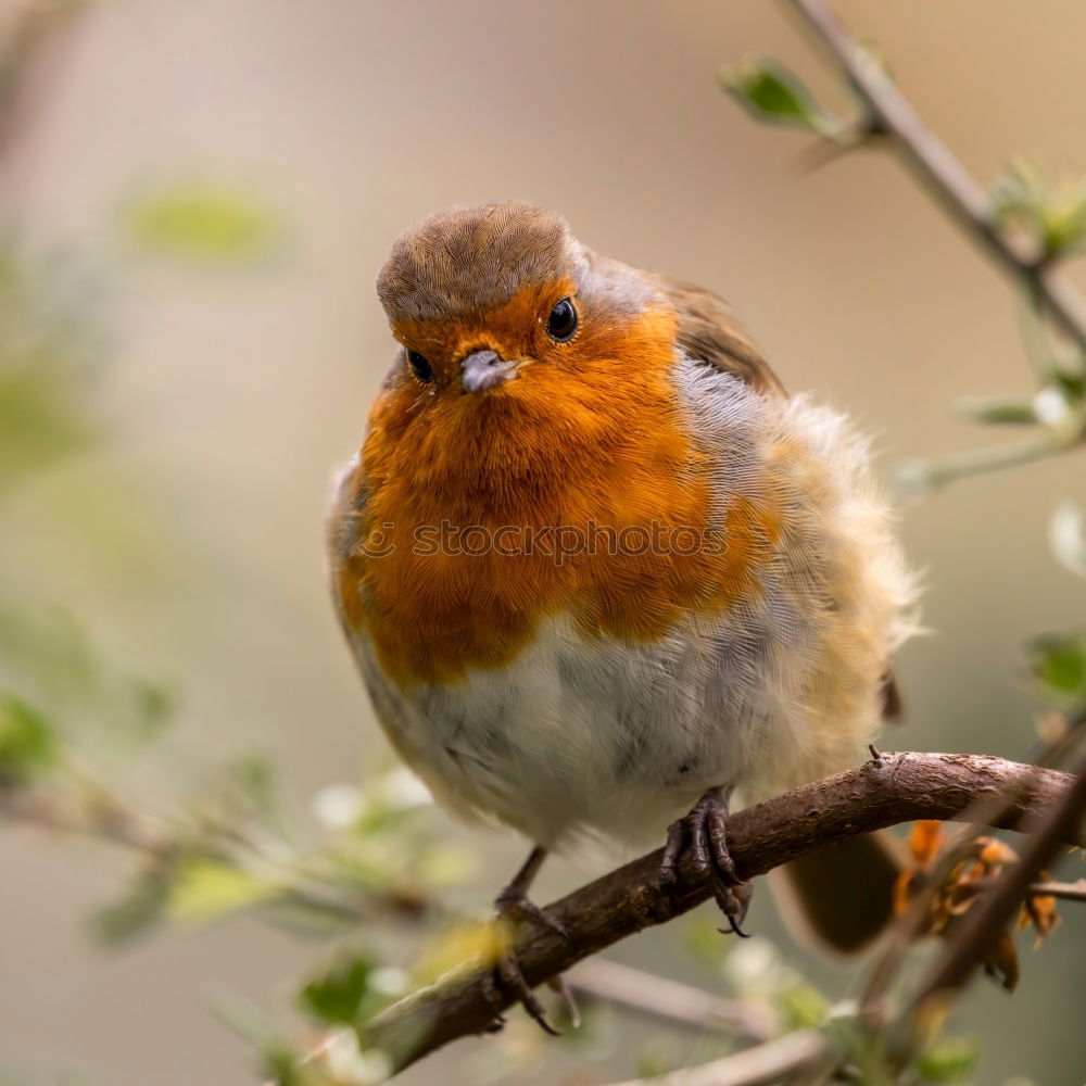 Similar – Image, Stock Photo Robin in the rain