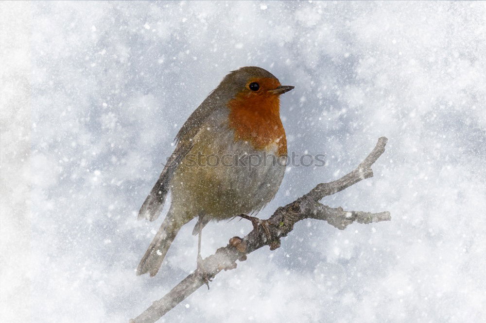 Juniper Thrush in Winter