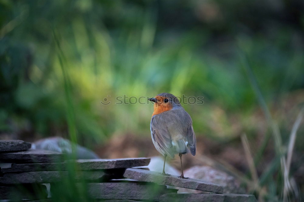 Robin in the rain 3 Landscape