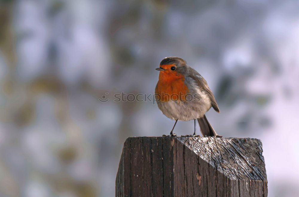 Similar – Singing Finch Chaffinch