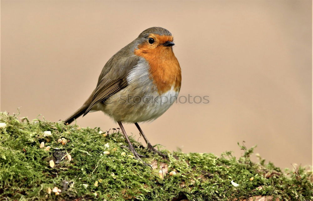 Similar – Foto Bild Sonnenbrand Natur Pflanze