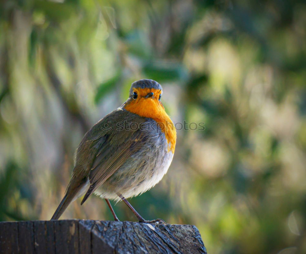 Similar – Robin in the rain 3 Landscape