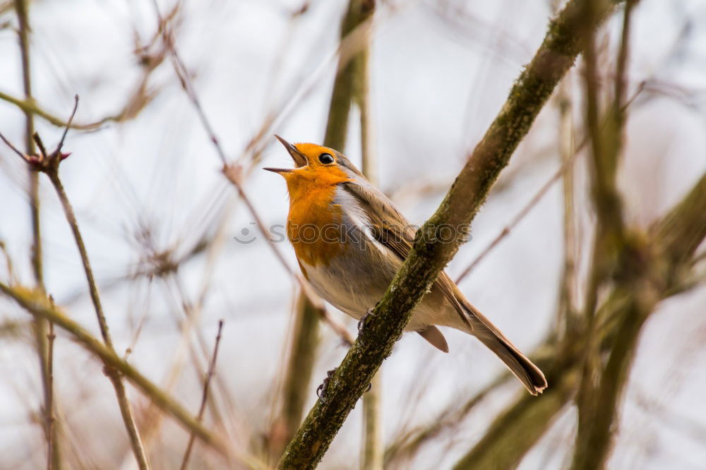 Similar – Robin in a tree Nature