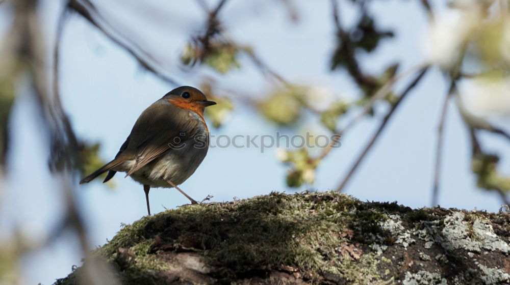 Similar – Robin #1 Nature Spring