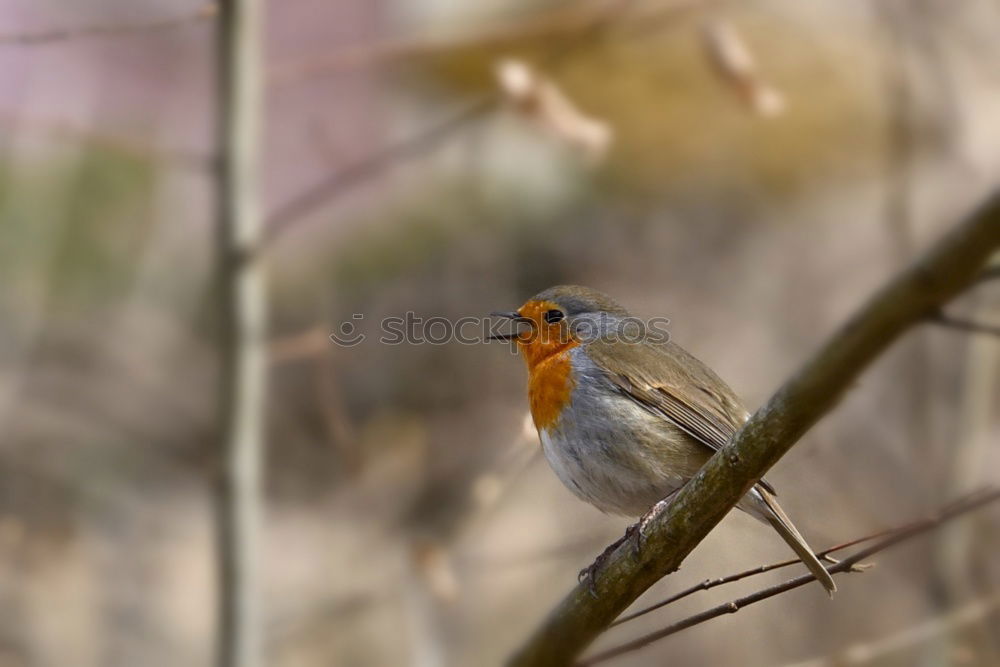 Similar – Robin sitting in a leafless bush